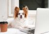 Zodiac Signs as Dog Breeds Zodiac Signs as Dog Breeds