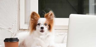 Zodiac Signs as Dog Breeds