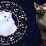 If Your Zodiac Sign Was A Cat Breed