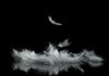 Why You Keep Seeing Feathers: Spiritual Meanings Explained