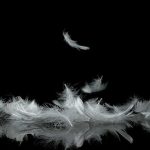 Why You Keep Seeing Feathers: Spiritual Meanings Explained