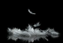 Why You Keep Seeing Feathers: Spiritual Meanings Explained
