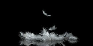 Why You Keep Seeing Feathers: Spiritual Meanings Explained