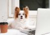 Zodiac Signs as Dog Breeds