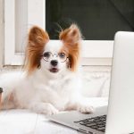 Zodiac Signs as Dog Breeds