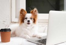 Zodiac Signs as Dog Breeds