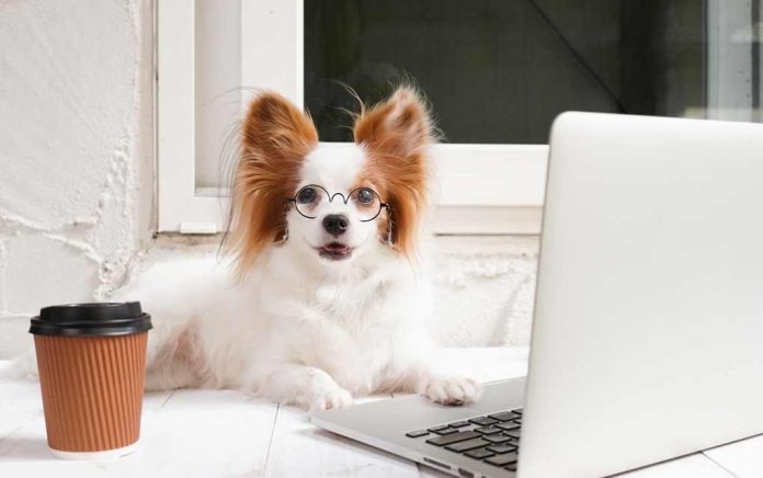 Zodiac-Signs-as-Dog-Breeds Zodiac Signs as Dog Breeds